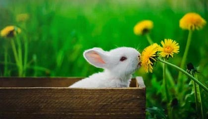 竞博电竞-官方：拉亚战布莱顿的指尖神扑当选英超12月最佳扑救